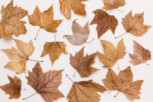 Canada’s Maple Trees: From Sugar Maple Majesty to Autumn Legends