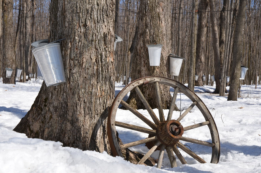 Maple Syrup Season: More Than Just Sweetness