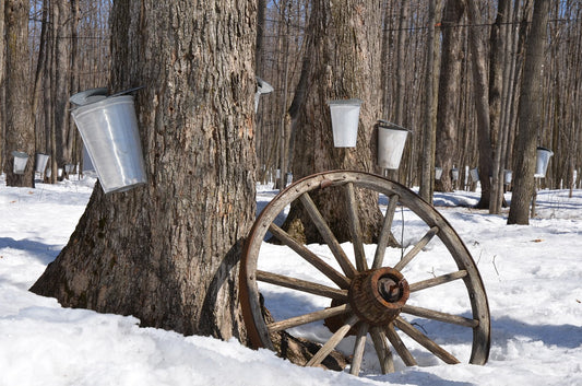 Maple Syrup Season: More Than Just Sweetness