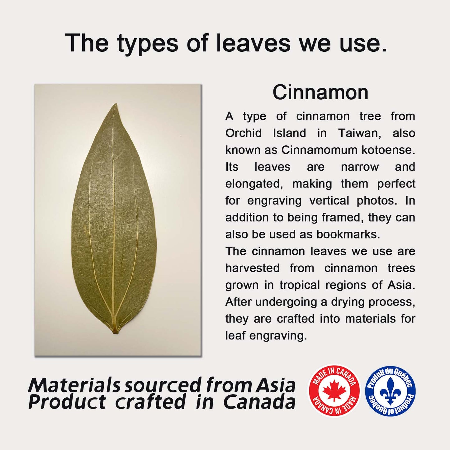 Cinnamon Leaf Engraving – Custom Photo on Real Leaf in Walnut MDF Frame | LaMem